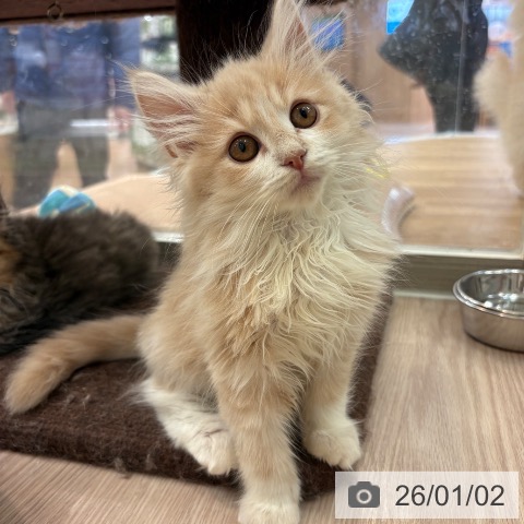 大阪府のノルウェージャンフォレストキャット (ペットプラス 大阪ドームシティ店/2025年9月15日生まれ/男の子/クリームホワイト)の子猫の3枚目の画像