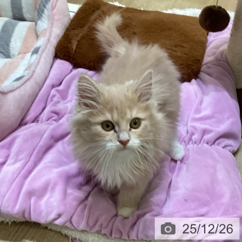 ノルウェージャンフォレストキャットの写真