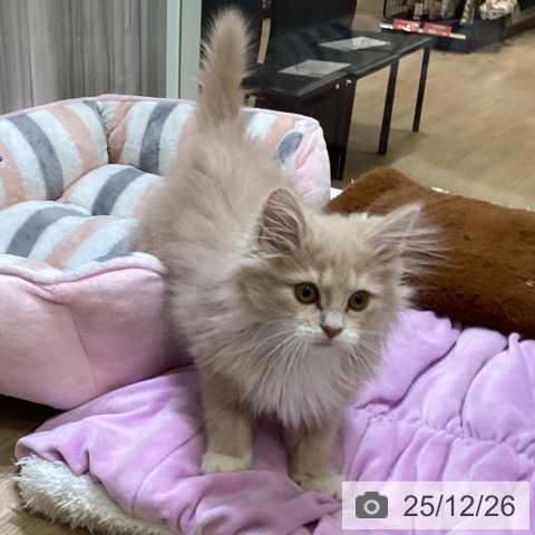 ノルウェージャンフォレストキャットの写真