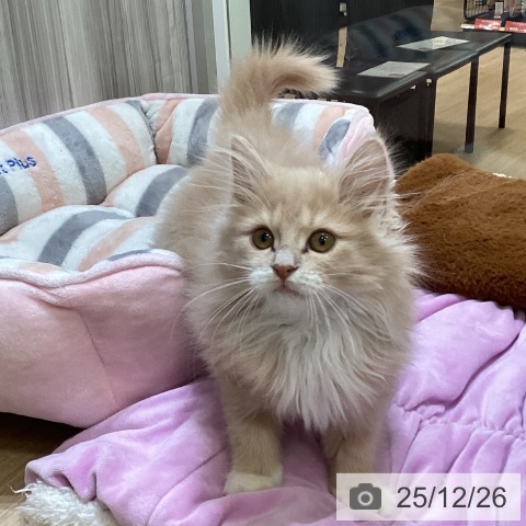 大阪府のノルウェージャンフォレストキャット (ペットプラス 堺北花田店/2025年9月15日生まれ/女の子/クリームホワイト)の子猫の4枚目の画像