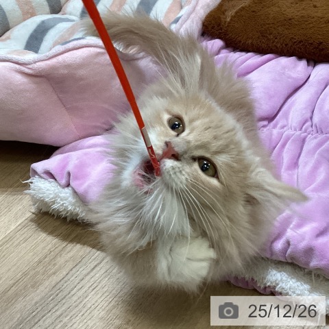 大阪府のノルウェージャンフォレストキャット (ペットプラス 堺北花田店/2025年9月15日生まれ/女の子/クリームホワイト)の子猫の3枚目の画像