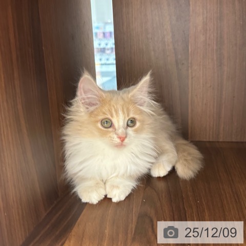 大阪府のノルウェージャンフォレストキャット (ペットプラス 四條畷店/2025年9月15日生まれ/女の子/クリームホワイト)の子猫の4枚目の画像