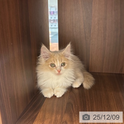 大阪府のノルウェージャンフォレストキャット (ペットプラス 四條畷店/2025年9月15日生まれ/女の子/クリームホワイト)の子猫の3枚目の画像