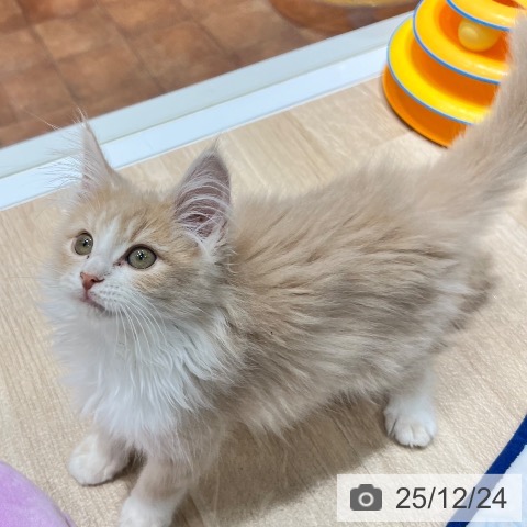 大阪府のノルウェージャンフォレストキャット (ペットプラス 四條畷店/2025年9月15日生まれ/女の子/クリームホワイト)の子猫の3枚目の画像