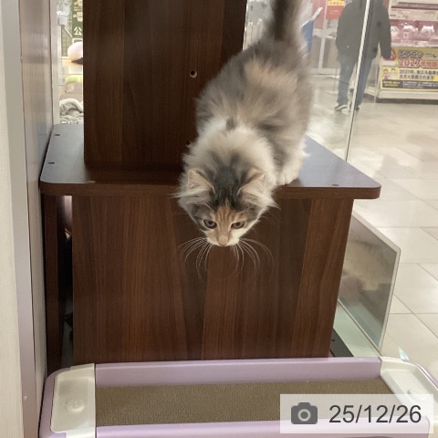 新潟県のノルウェージャンフォレストキャット (ペットプラス 新潟青山店/2025年9月13日生まれ/女の子/ダイリュートキャリコ)の子猫の4枚目の画像