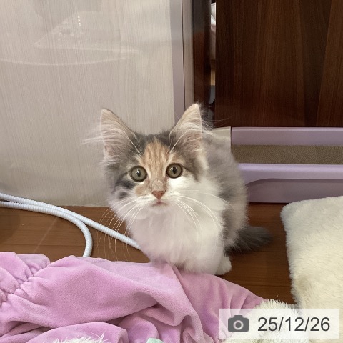 新潟県のノルウェージャンフォレストキャット (ペットプラス 新潟青山店/2025年9月13日生まれ/女の子/ダイリュートキャリコ)の子猫の3枚目の画像