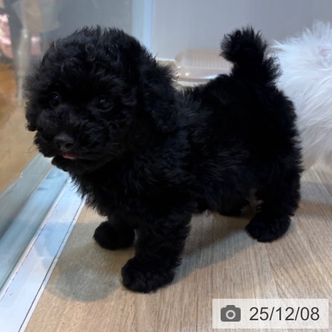 トイ・プードルの写真