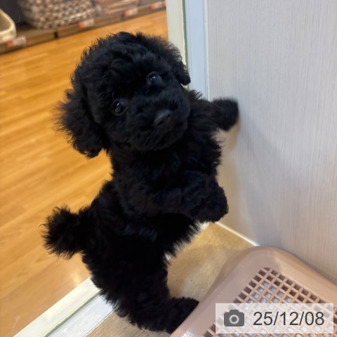 トイ・プードルの写真