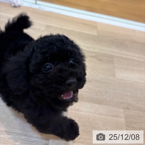 トイ・プードルの写真