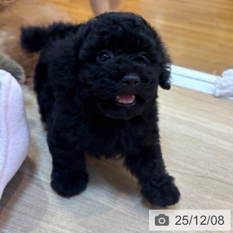 トイ・プードルの写真