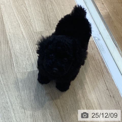 トイ・プードルの写真