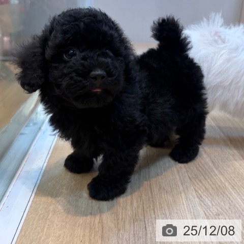 トイ・プードルの写真