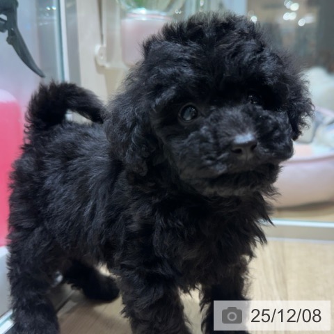 トイ・プードルの写真