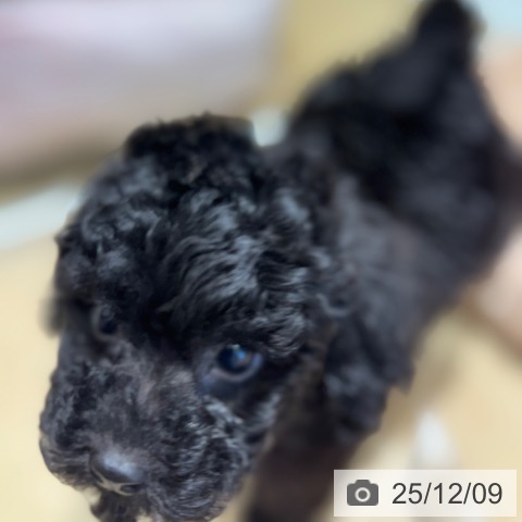 トイ・プードルの写真