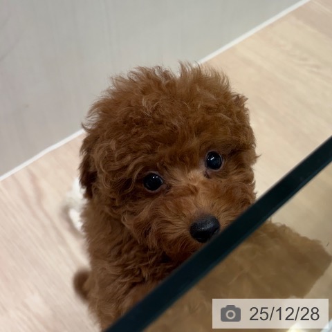 トイ・プードルの写真