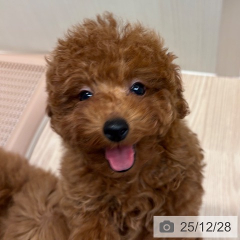 トイ・プードルの写真