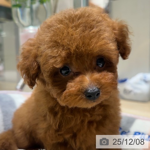 トイ・プードルの写真