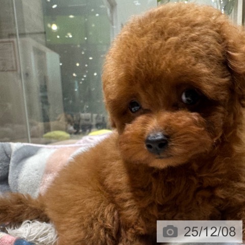 トイ・プードルの写真