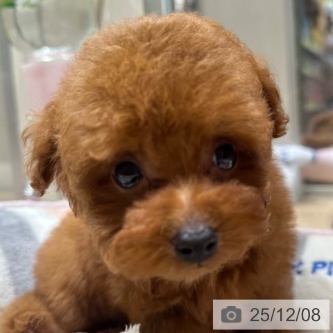 トイ・プードルの写真