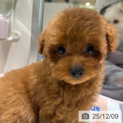 トイ・プードルの写真