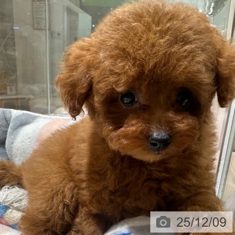 トイ・プードルの写真