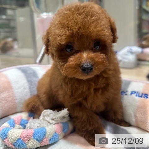 トイ・プードルの写真