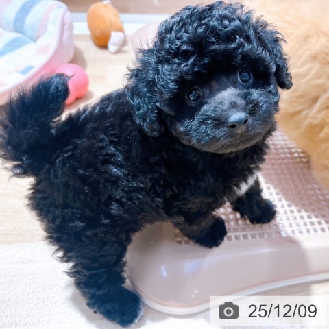 トイ・プードルの写真