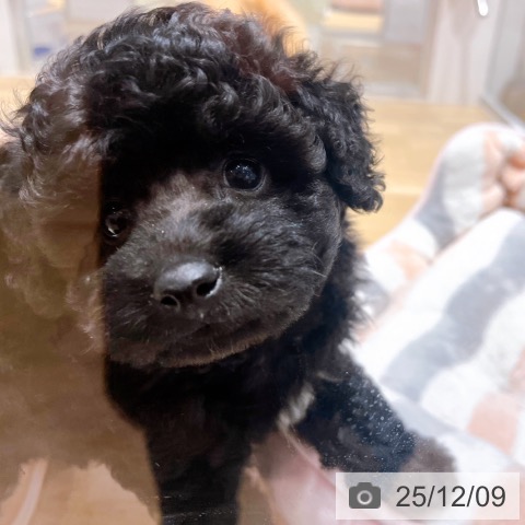 トイ・プードルの写真