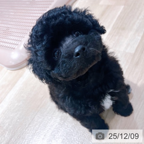 トイ・プードルの写真