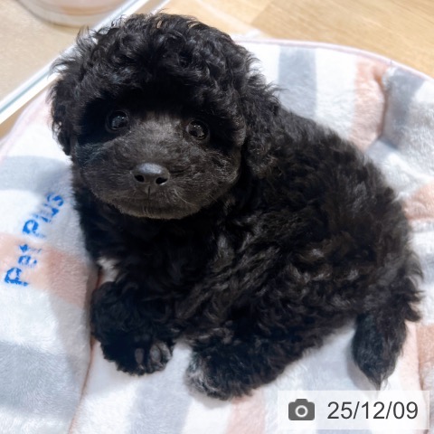 トイ・プードルの写真