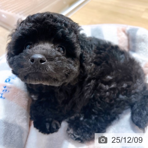 トイ・プードルの写真