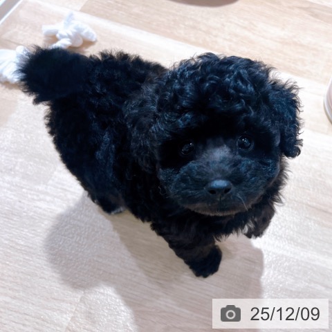 トイ・プードルの写真