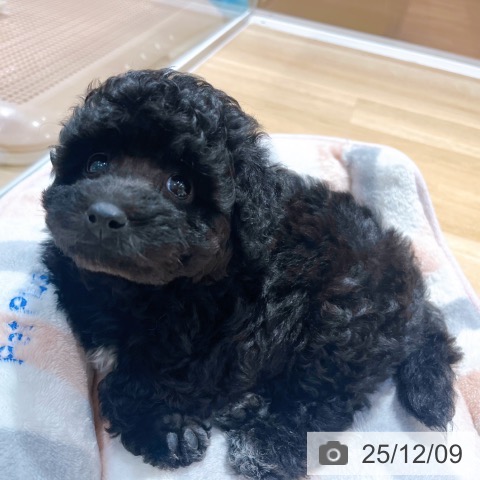 トイ・プードルの写真