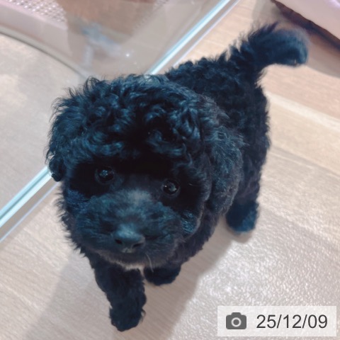 トイ・プードルの写真