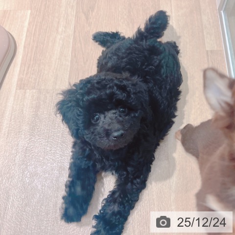 大阪府のトイプードル(トイ) (ペットプラス イオン大日店/2025年10月6日生まれ/女の子/ブラック)の子犬の3枚目の画像