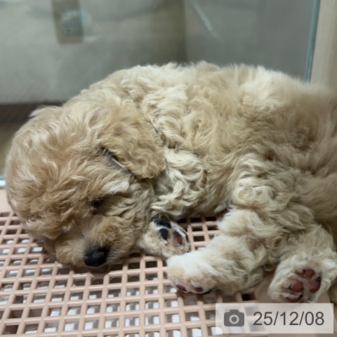 トイ・プードルの写真