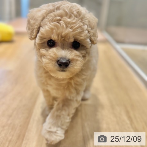 トイ・プードルの写真