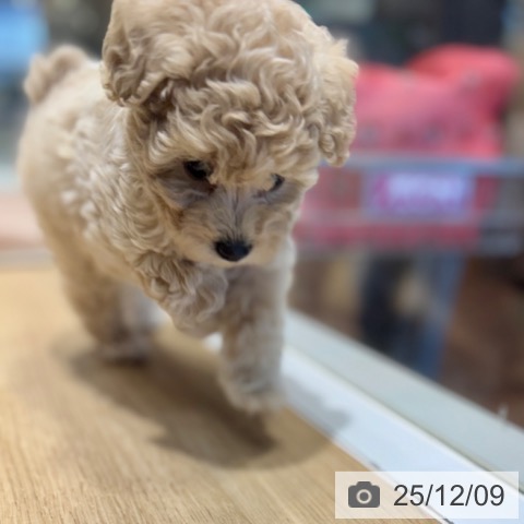 トイ・プードルの写真