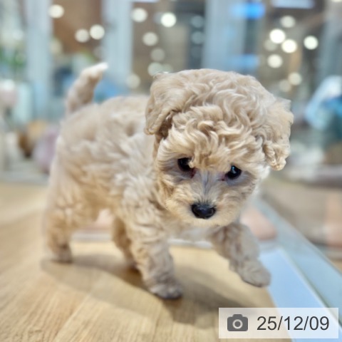 トイ・プードルの写真