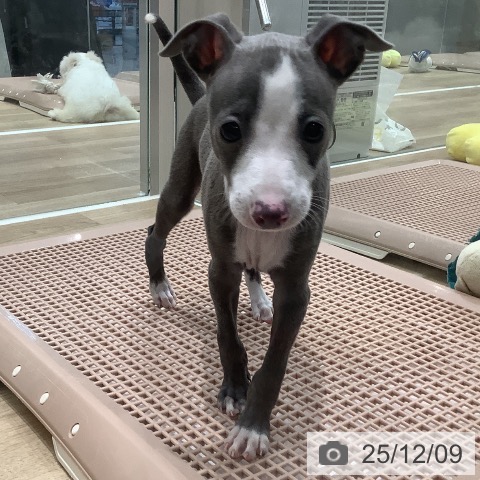 イタリアン・グレーハウンドの写真