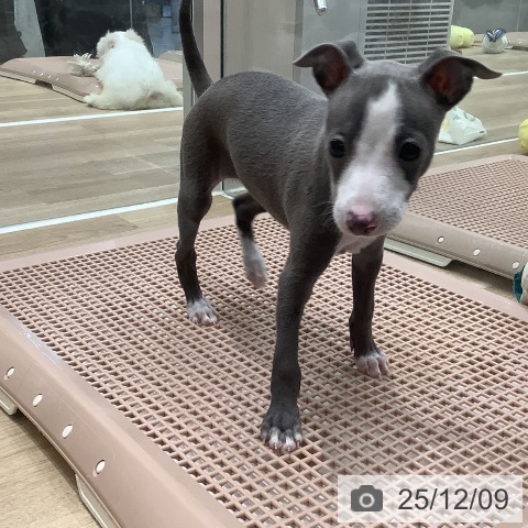 大阪府のイタリアングレーハウンド (ペットプラス 鶴見店/2025年10月7日生まれ/女の子/ブルーホワイト)の子犬の4枚目の画像