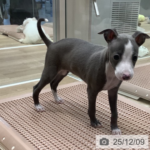 大阪府のイタリアングレーハウンド (ペットプラス 鶴見店/2025年10月7日生まれ/女の子/ブルーホワイト)の子犬の3枚目の画像