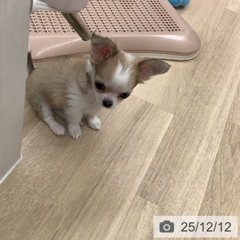 大阪府のチワワ(ロング) (ペットプラス りんくう泉南店/2025年10月5日生まれ/女の子/フォーンホワイト)の子犬の3枚目の画像