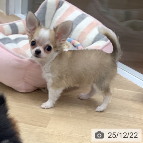 大阪府のチワワ(ロング) (ペットプラス りんくう泉南店/2025年10月5日生まれ/女の子/フォーンホワイト)の子犬の3枚目の画像