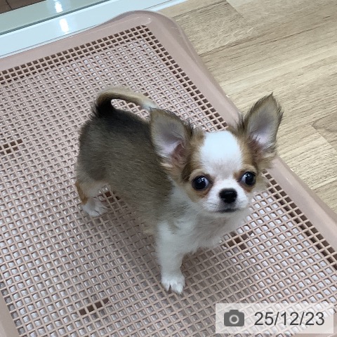 大阪府のチワワ(ロング) (ペットプラス 鶴見店/2025年10月5日生まれ/男の子/レッドホワイト)の子犬の3枚目の画像