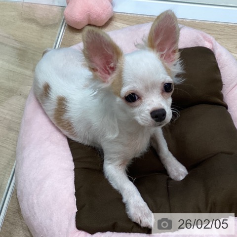 チワワの写真