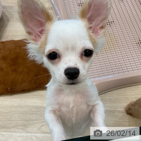 チワワの写真