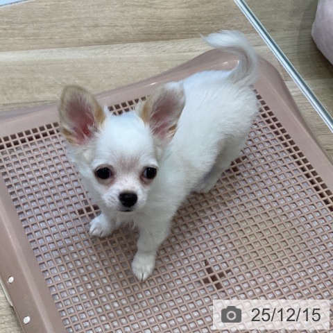 大阪府のチワワ(ロング) (ペットプラス 堺北花田店/2025年10月5日生まれ/男の子/ホワイトクリーム)の子犬の3枚目の画像