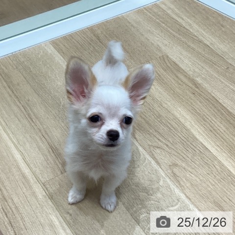 大阪府のチワワ(ロング) (ペットプラス 堺北花田店/2025年10月5日生まれ/男の子/ホワイトクリーム)の子犬の3枚目の画像