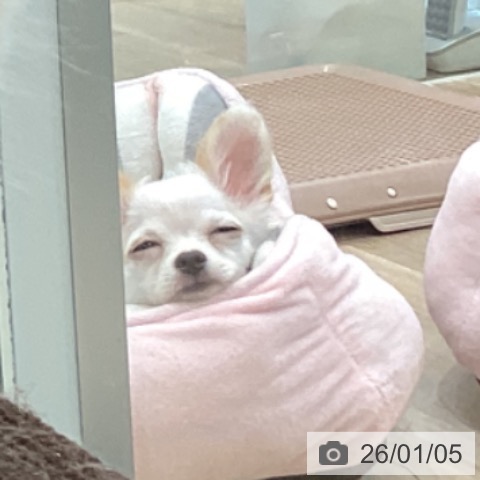 大阪府のチワワ(ロング) (ペットプラス 堺北花田店/2025年10月5日生まれ/男の子/ホワイトクリーム)の子犬の3枚目の画像